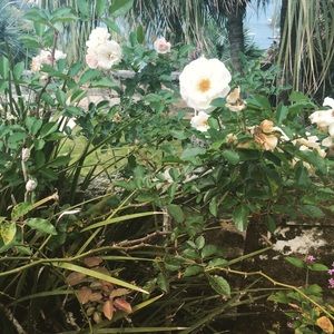 Meet your Posher, Vaughan